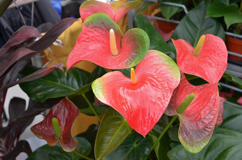 Anthuriums, McDonald Garden Center