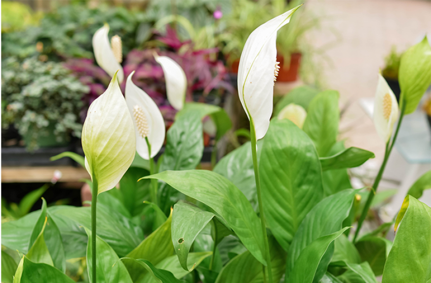 Houseplants, McDonald Garden Center