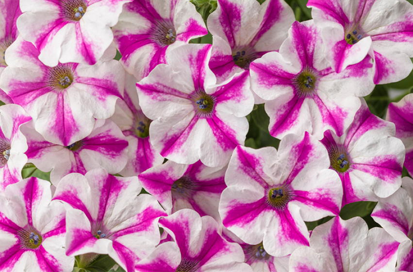 Annuals, McDonald Garden Center