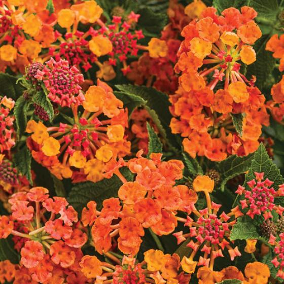 Lantana, McDonald Garden Center