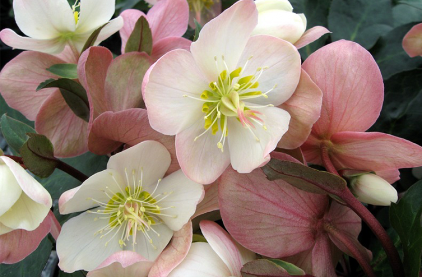 Perennials, McDonald Garden Center