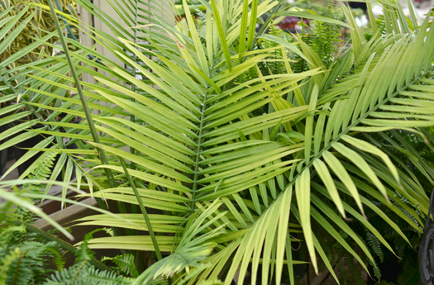 Tropical Houseplants, McDonald Garden Center