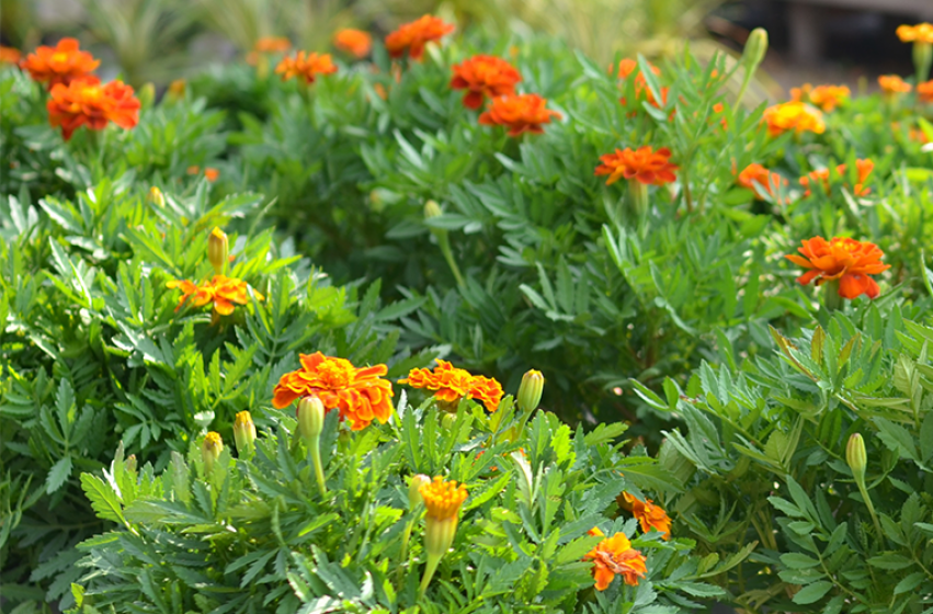 Marigolds, McDonald Garden Center