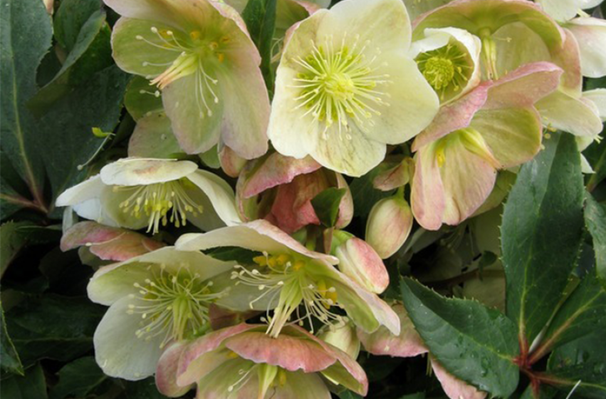 Perennials, McDonald Garden Center