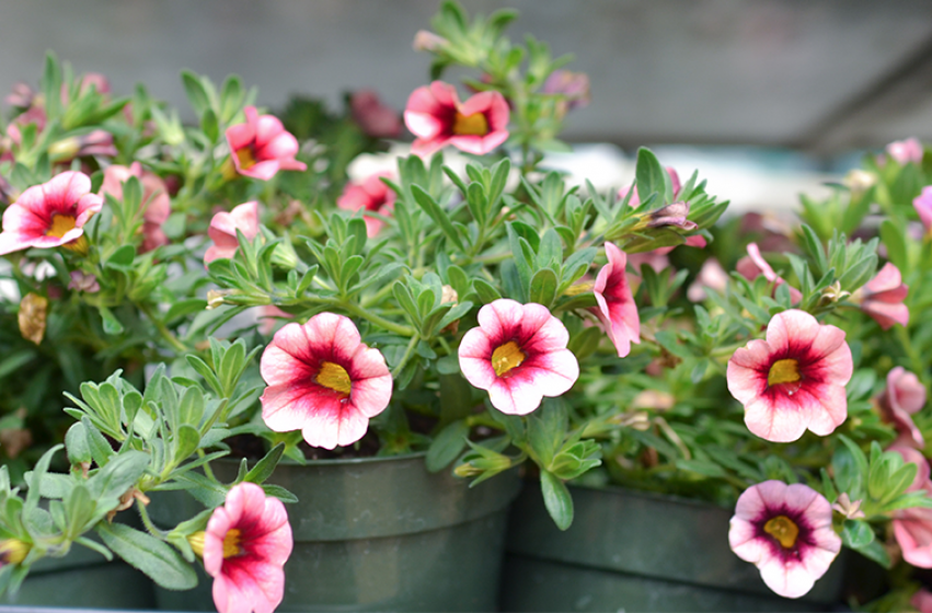 Annuals, McDonald Garden Center