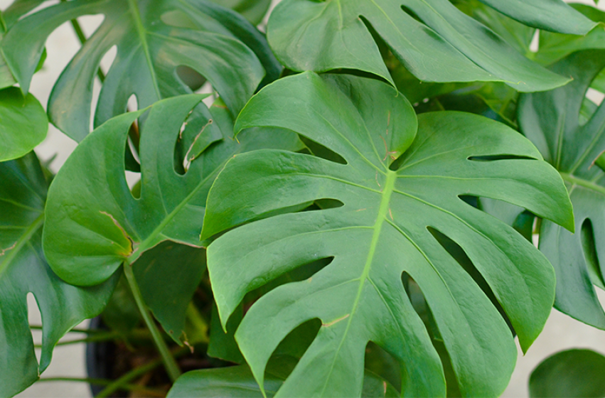 Houseplants, McDonald Garden Center