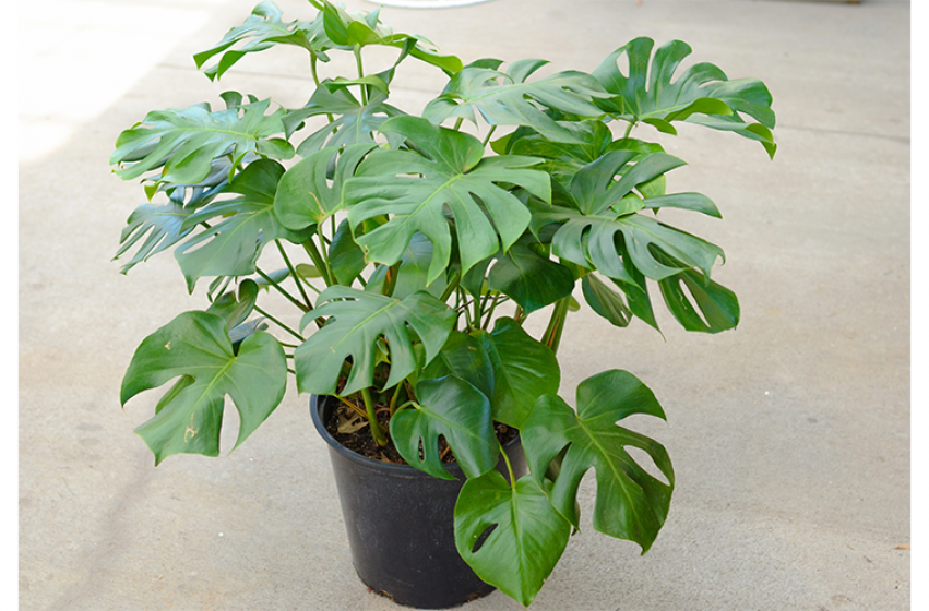 Houseplants, McDonald Garden Center