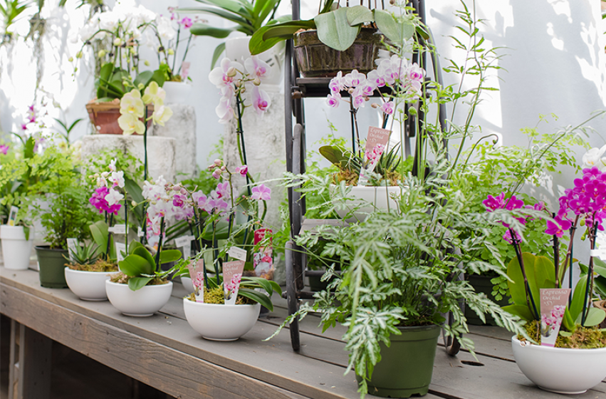 Orchids, McDonald Garden Center