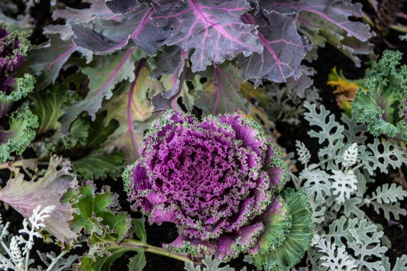 Ornamental Kale, McDonald Garden Center