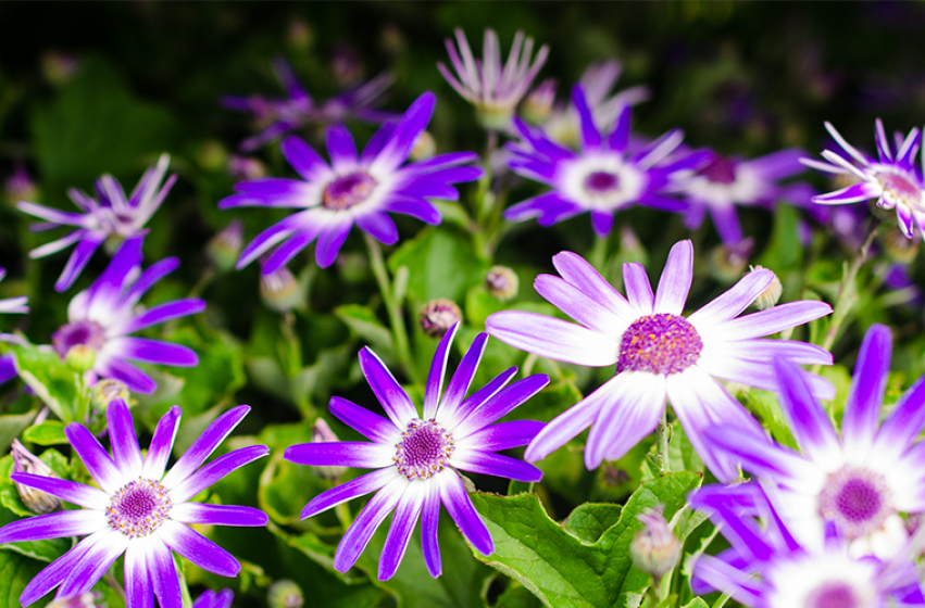 Annuals, McDonald Garden Center