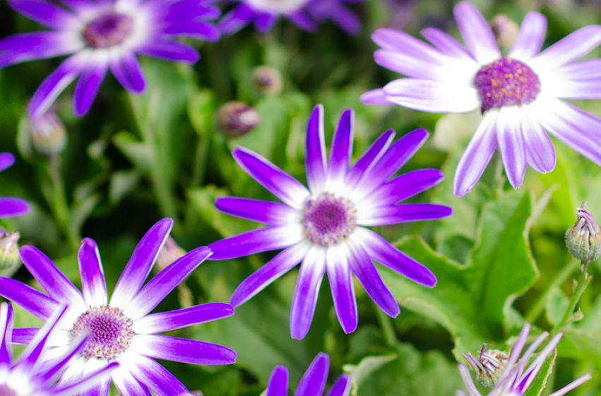 Pericallis, McDonald Garden Center