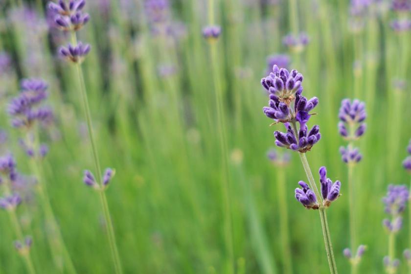 lavender, herb garden, mcdonald garden center, plants, herbs