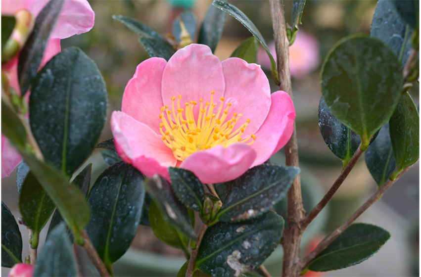 trees & shrubs, McDonald Garden Center, landscaping plants