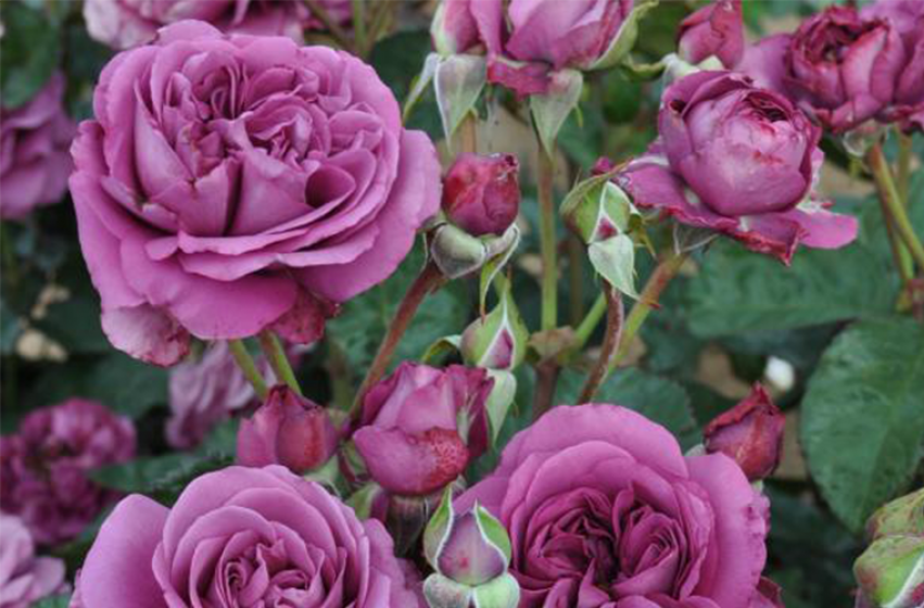 Roses, McDonald Garden Center