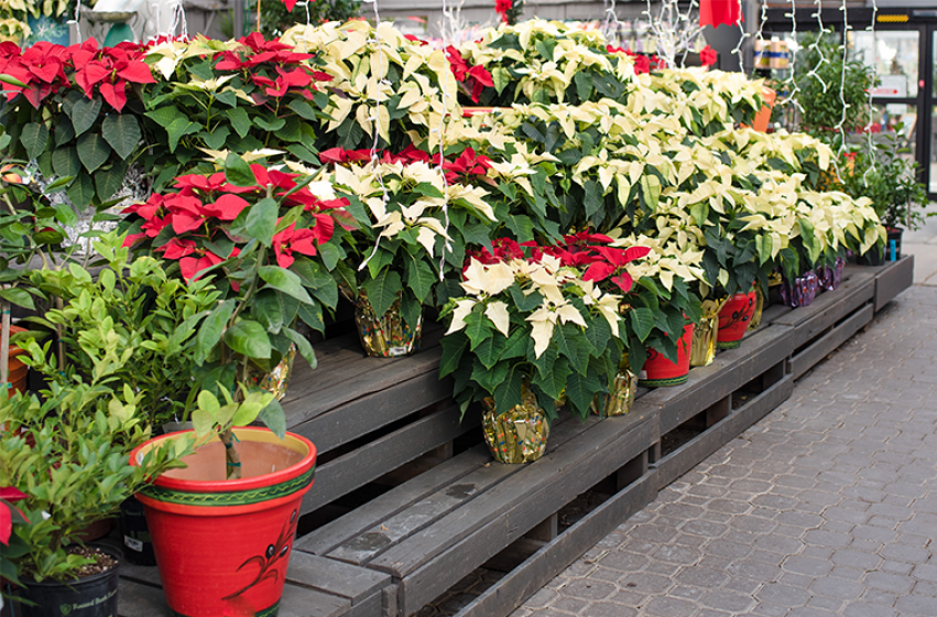 Poinsettias, McDonald Garden Center