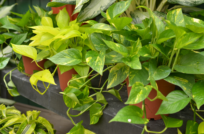 Houseplants, McDonald Garden Center