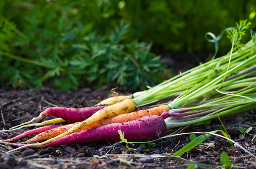 Vegetables, McDonald Garden Center