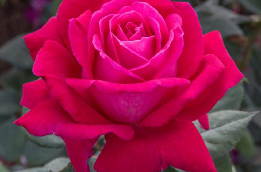 Roses, McDonald Garden Center