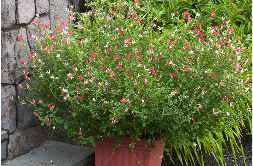 Salvia, McDonald Garden Center