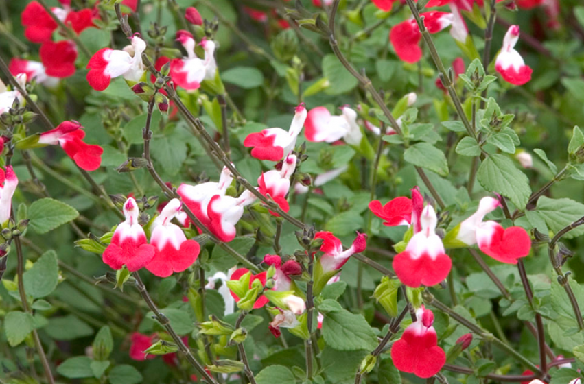 Salvia, McDonald Garden Center