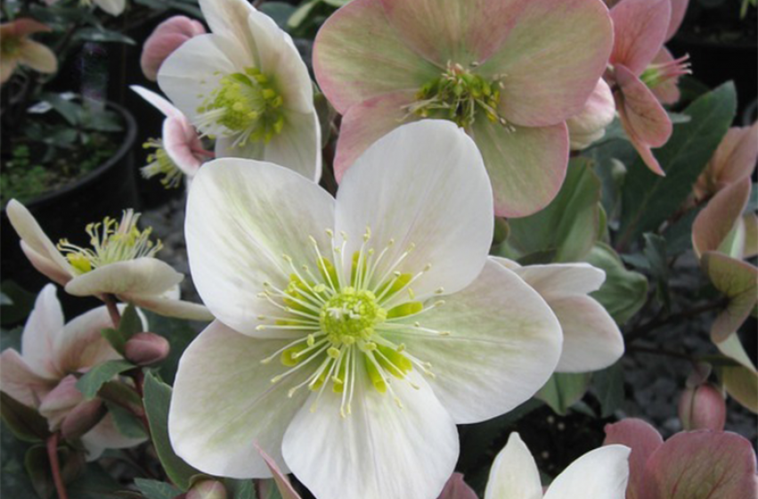 Perennials, McDonald Garden Center