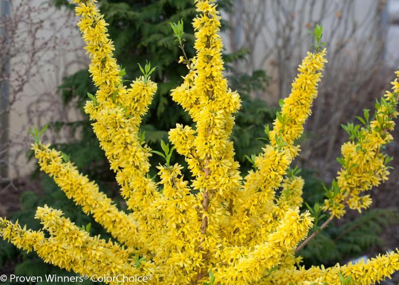 Deer Resistant Plants, McDonald Garden Center