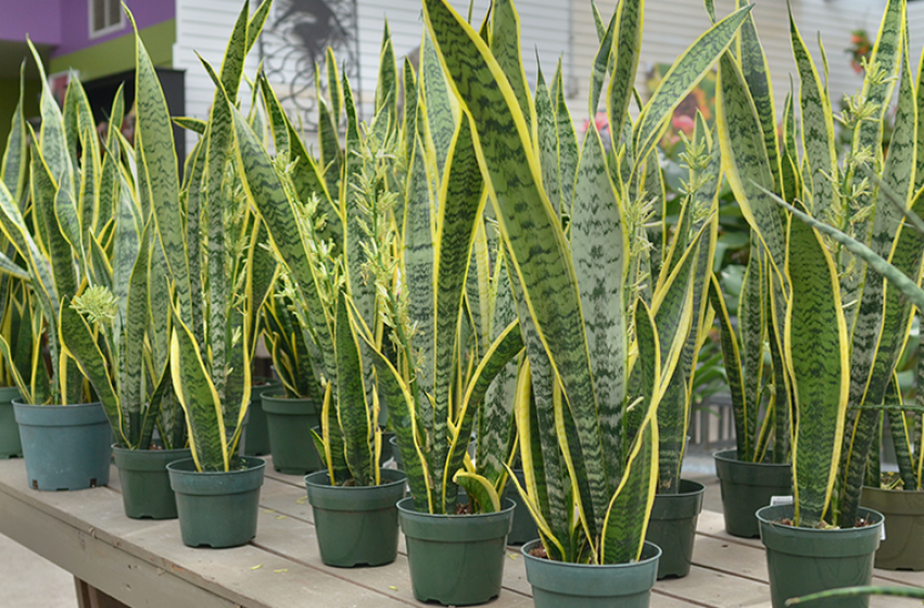 Houseplants, McDonald Garden Center