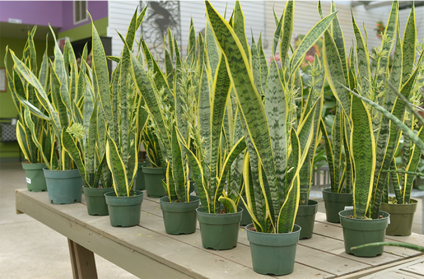 Houseplants, McDonald Garden Center