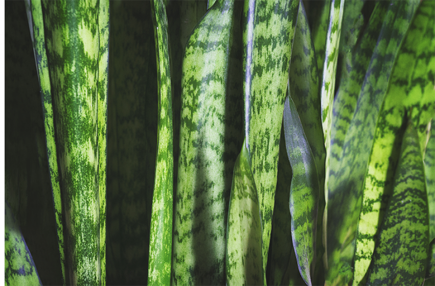 Houseplants, McDonald Garden Center