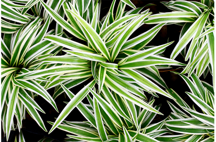 Houseplants, McDonald Garden Center