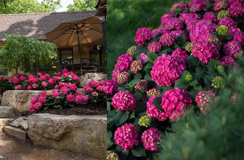 Endless Summer, Hydrangeas