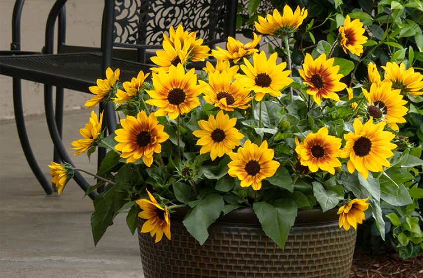 Annuals, McDonald Garden Center