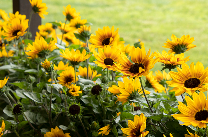 Annuals, McDonald Garden Center