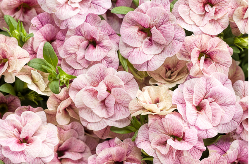 Annuals, McDonald Garden Center