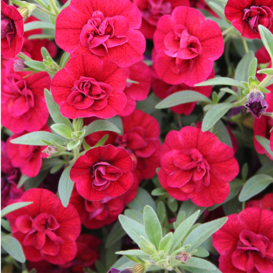 Annuals, McDonald Garden Center