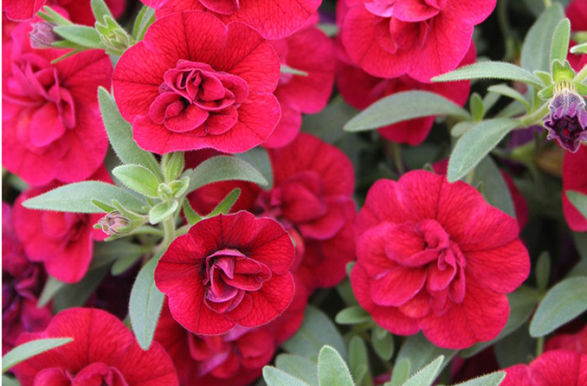 Annuals, McDonald Garden Center