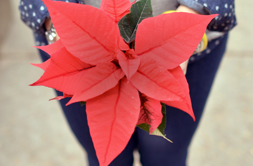 Poinsettias, McDonald Garden Center