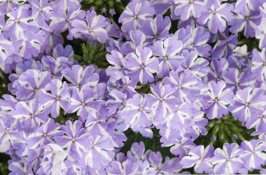 Annuals, McDonald Garden Center