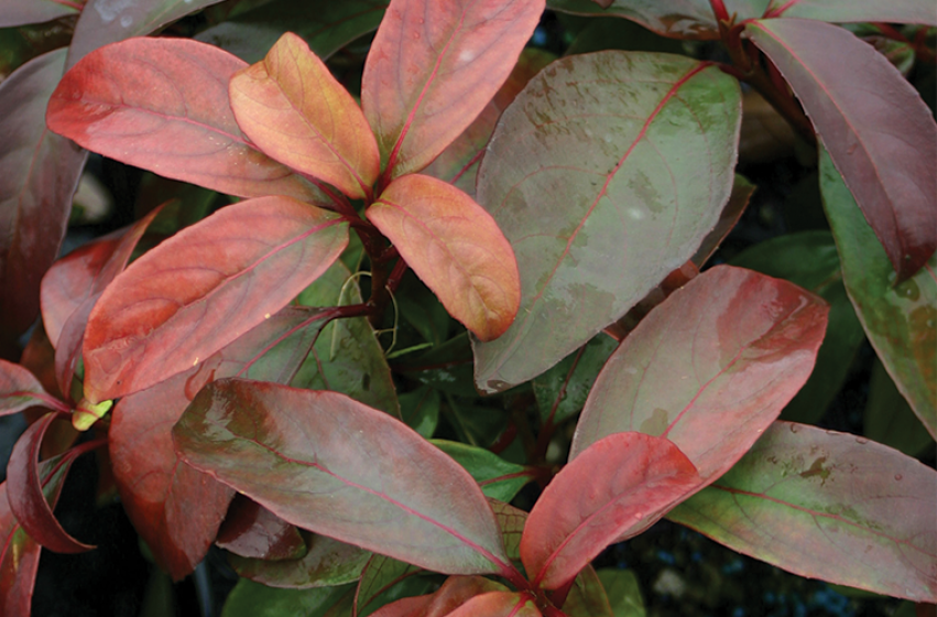 Deer Resistant Plants, McDonald Garden Center