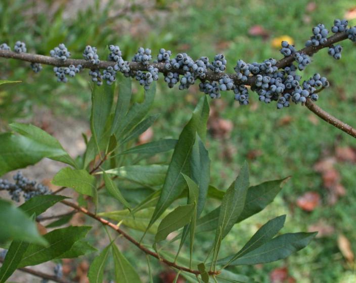 Wax Myrtle, Memory Garden