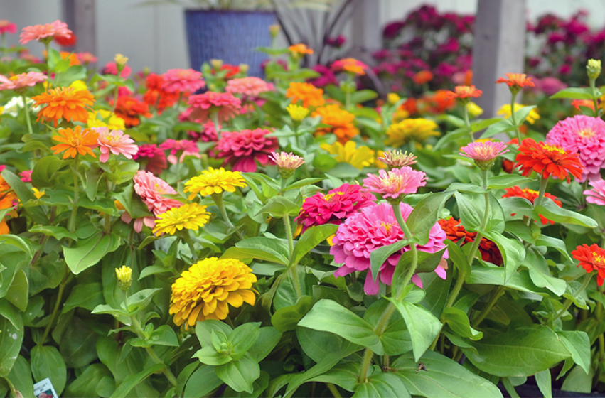 Zinnia, McDonald Garden Center