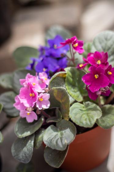 African violet