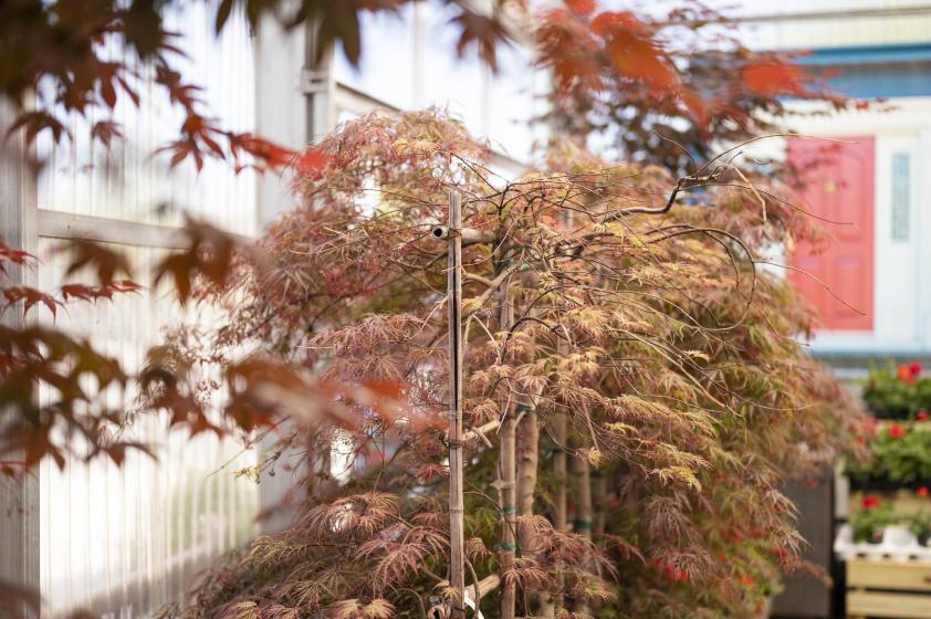 Japanese Maple