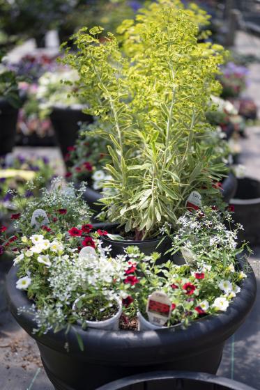 Custom Containers, McDonald Garden Center