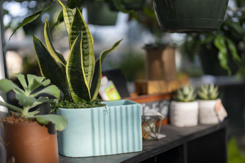 Dorm Plants, McDonald Garden Center