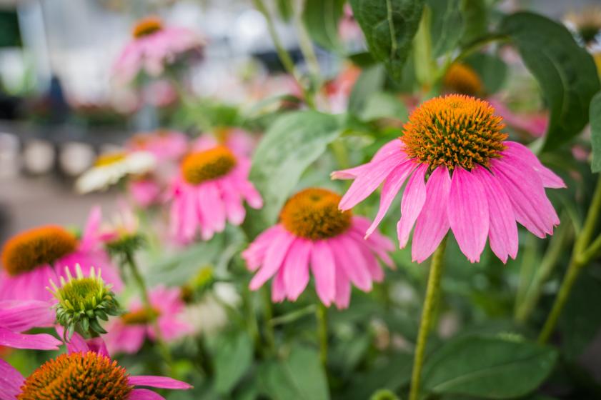 Coneflowers