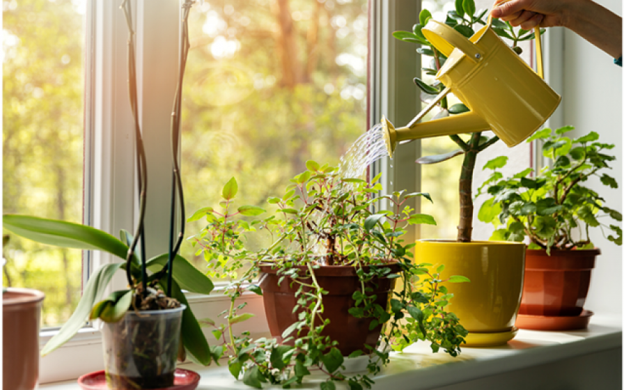 Houseplants, McDonald Garden Center