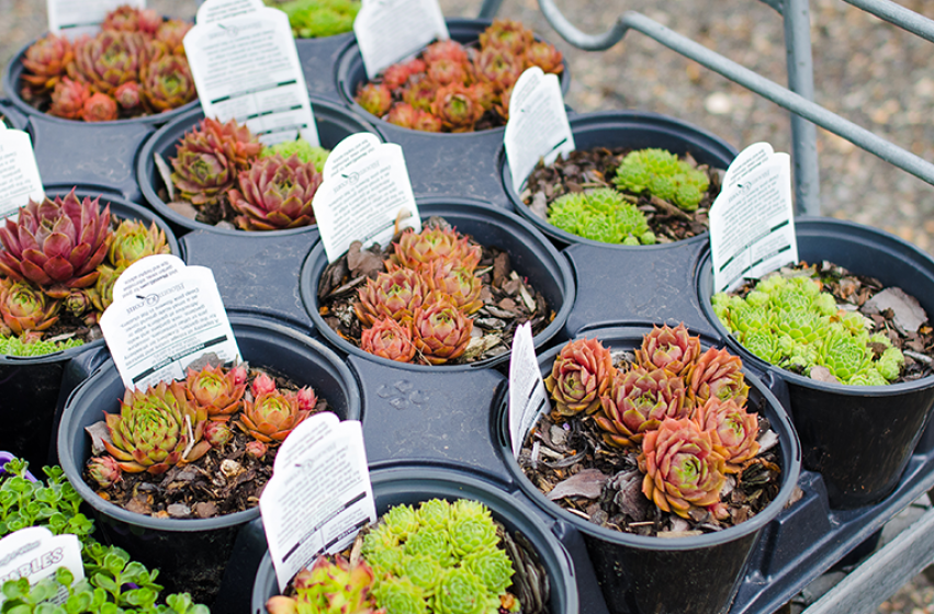 Perennials, McDonald Garden Center