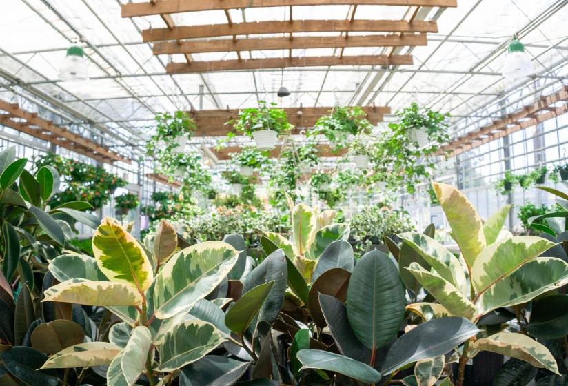 Houseplants, McDonald Garden Center