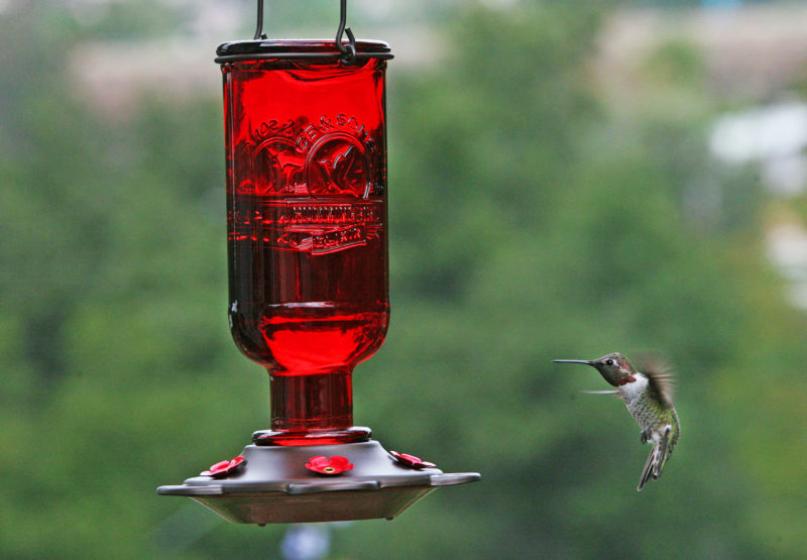 Hummingbird drinking from a feeder, McDonald Garden Center 